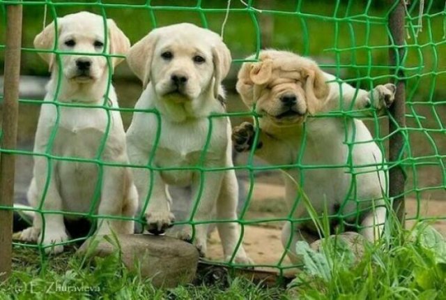 Funny Dogs (46 pics)
