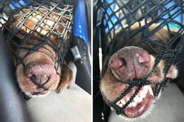 Funny Dogs (46 pics)