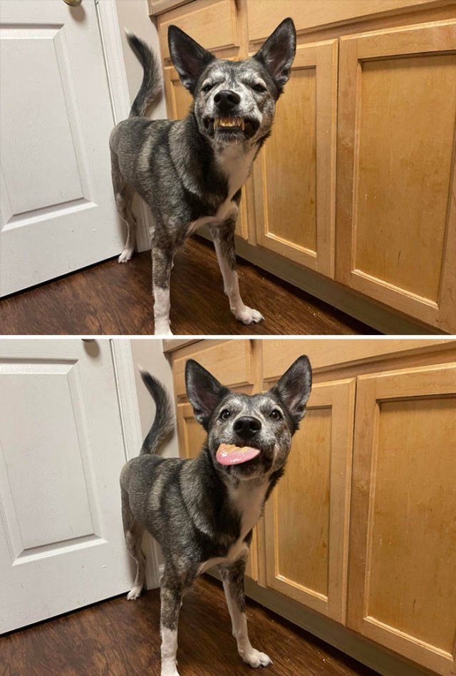 Funny Dogs (46 pics)