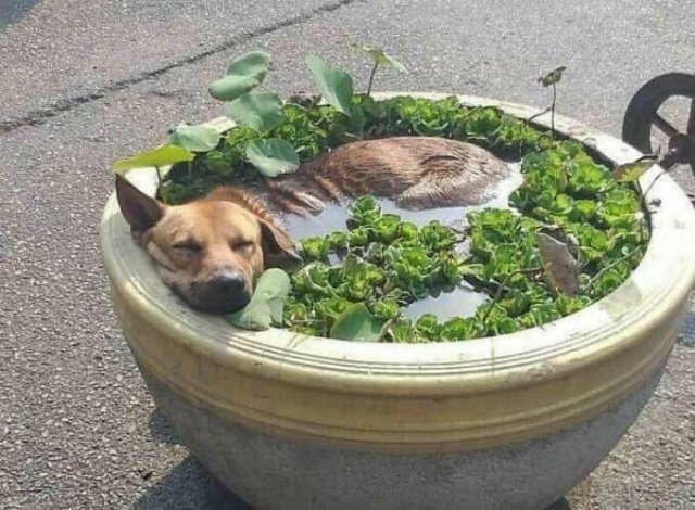 Funny Dogs (46 pics)