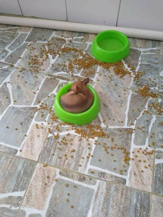 Funny Dogs (46 pics)