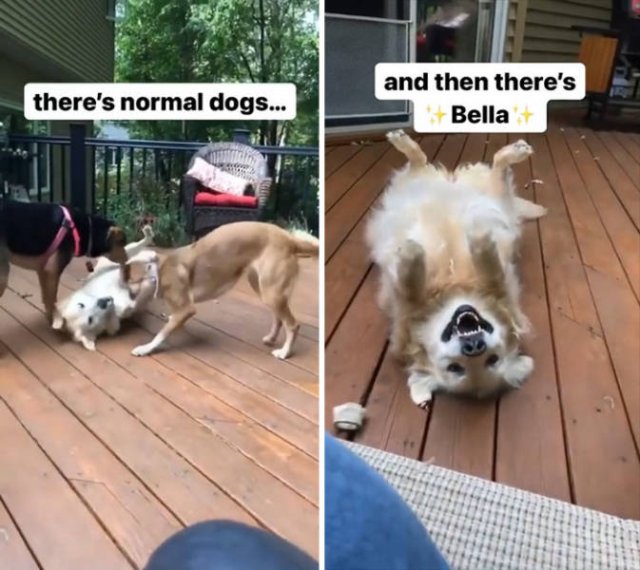 Funny Dogs (46 pics)