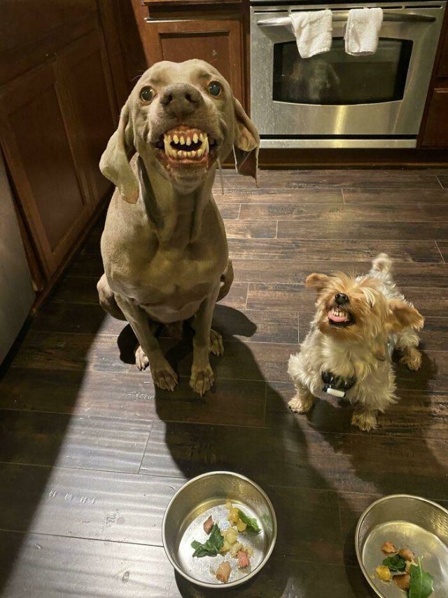 Funny Dogs (46 pics)