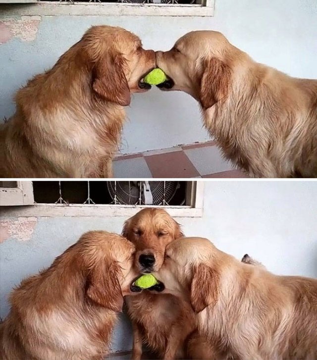 Funny Dogs (46 pics)