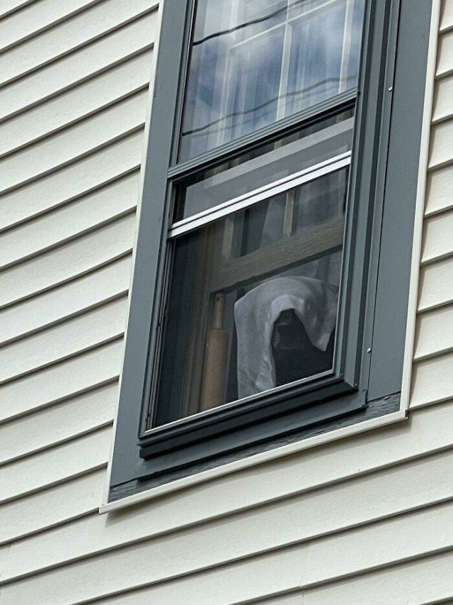 Funny Dogs (46 pics)