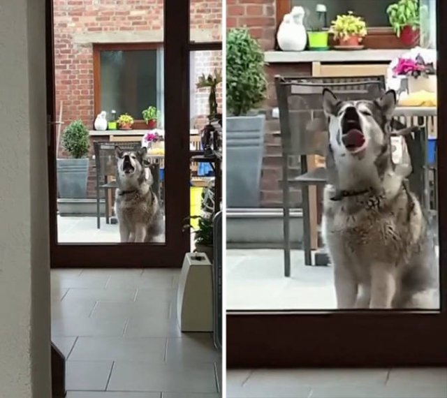 Funny Dogs (46 pics)