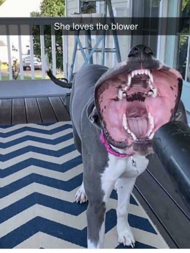 Funny Dogs (46 pics)