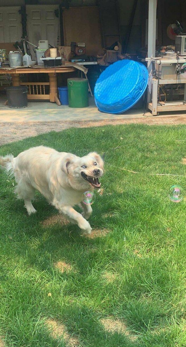 Funny Dogs (46 pics)