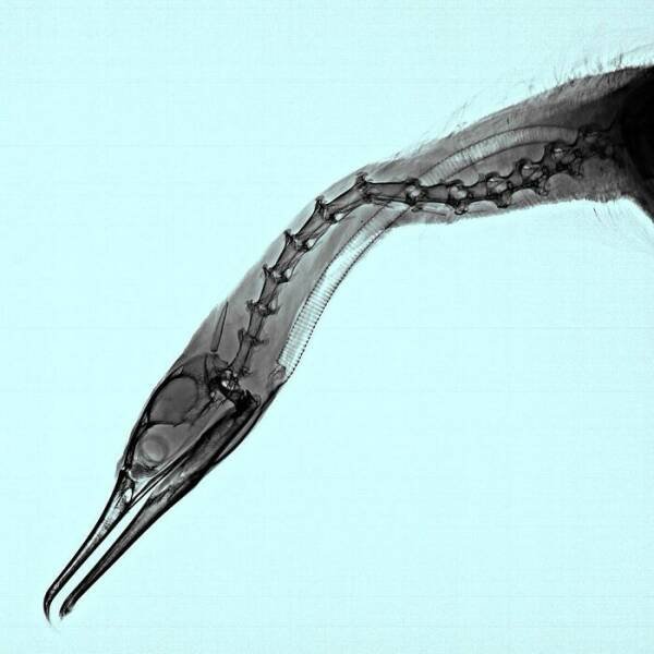 X-Ray Pictures Of Nature (30 pics) X-Ray Pictures Of Nature (30 pics)