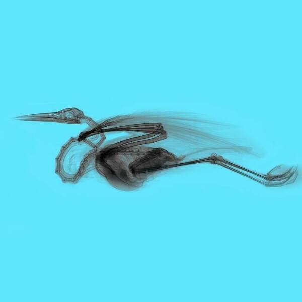 X-Ray Pictures Of Nature (30 pics) X-Ray Pictures Of Nature (30 pics)
