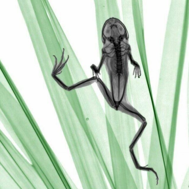 X-Ray Pictures Of Nature (30 pics) X-Ray Pictures Of Nature (30 pics)