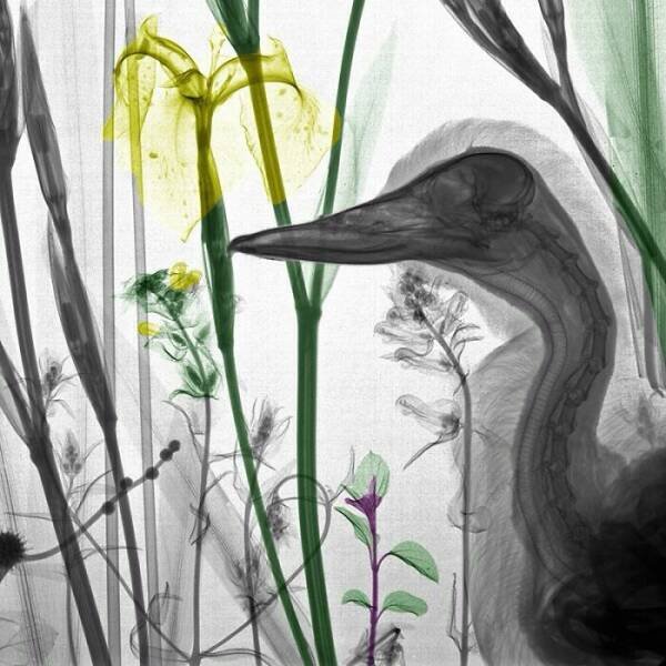 X-Ray Pictures Of Nature (30 pics) X-Ray Pictures Of Nature (30 pics)