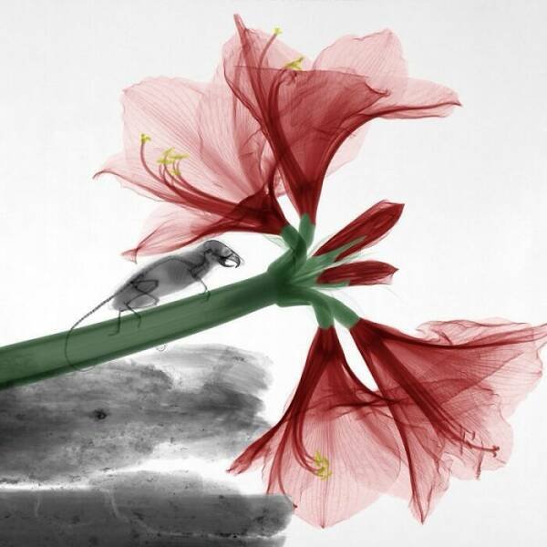 X-Ray Pictures Of Nature (30 pics) X-Ray Pictures Of Nature (30 pics)