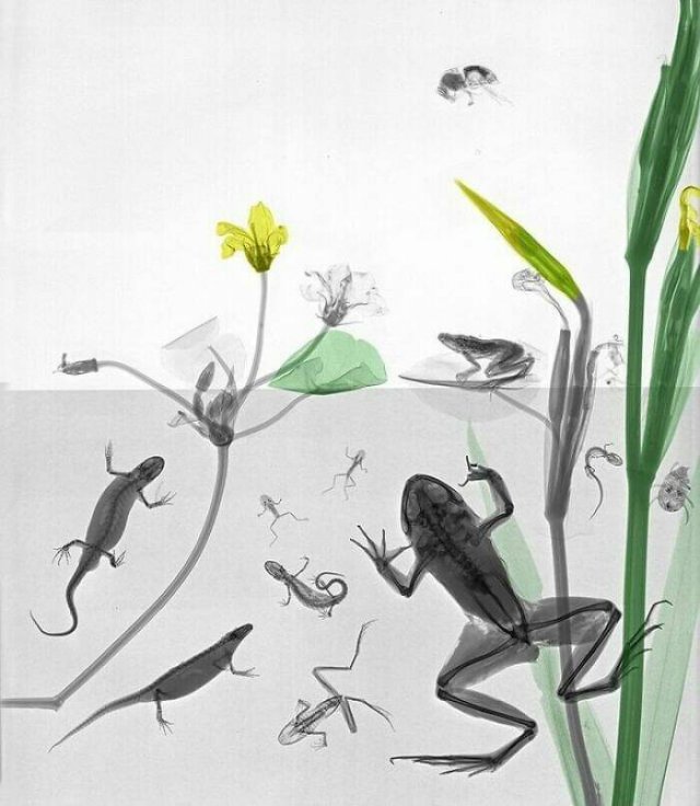 X-Ray Pictures Of Nature (30 pics) X-Ray Pictures Of Nature (30 pics)