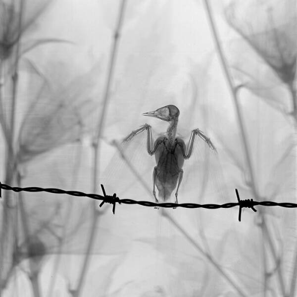 X-Ray Pictures Of Nature (30 pics) X-Ray Pictures Of Nature (30 pics)