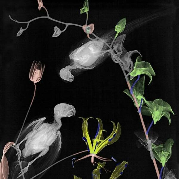 X-Ray Pictures Of Nature (30 pics) X-Ray Pictures Of Nature (30 pics)