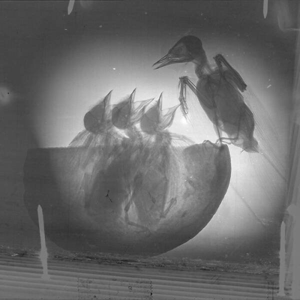 X-Ray Pictures Of Nature (30 pics) X-Ray Pictures Of Nature (30 pics)