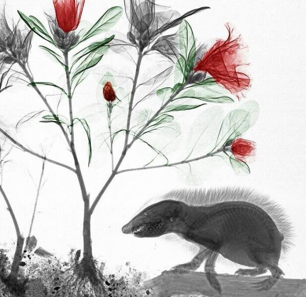 X-Ray Pictures Of Nature (30 pics) X-Ray Pictures Of Nature (30 pics)