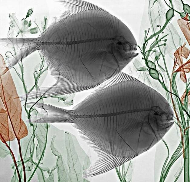 X-Ray Pictures Of Nature (30 pics) X-Ray Pictures Of Nature (30 pics)