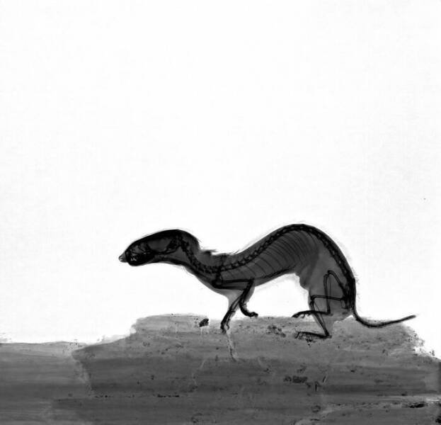X-Ray Pictures Of Nature (30 pics) X-Ray Pictures Of Nature (30 pics)