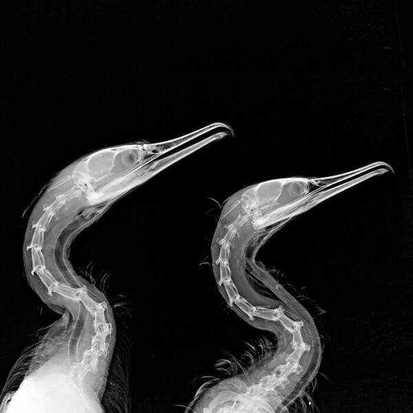 X-Ray Pictures Of Nature (30 pics)