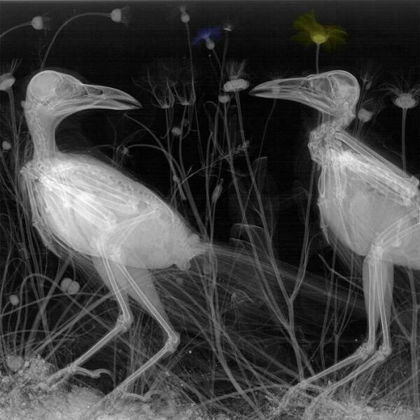 X-Ray Pictures Of Nature (30 pics) X-Ray Pictures Of Nature (30 pics)
