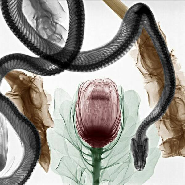 X-Ray Pictures Of Nature (30 pics) X-Ray Pictures Of Nature (30 pics)