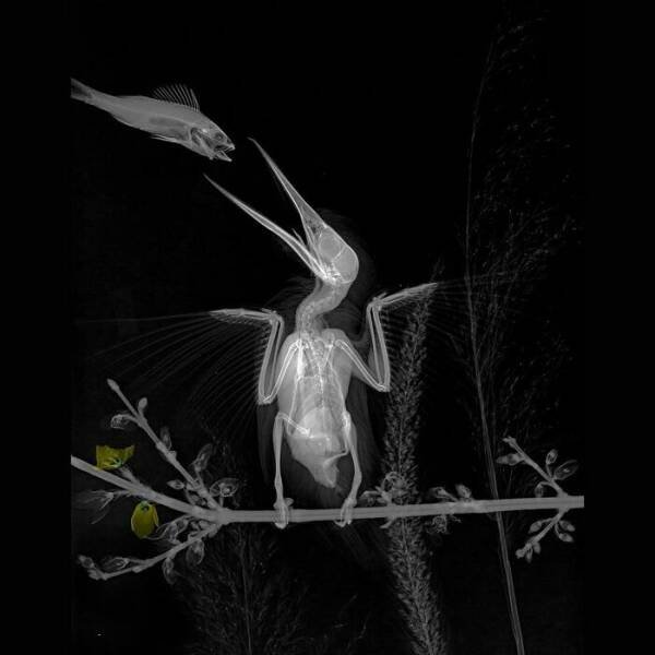 X-Ray Pictures Of Nature (30 pics) X-Ray Pictures Of Nature (30 pics)
