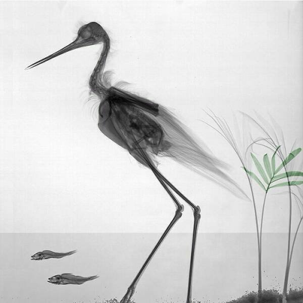 X-Ray Pictures Of Nature (30 pics) X-Ray Pictures Of Nature (30 pics)