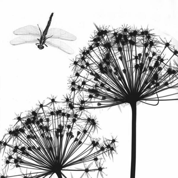 X-Ray Pictures Of Nature (30 pics) X-Ray Pictures Of Nature (30 pics)