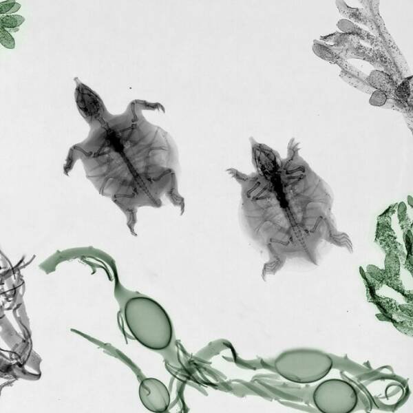 X-Ray Pictures Of Nature (30 pics) X-Ray Pictures Of Nature (30 pics)