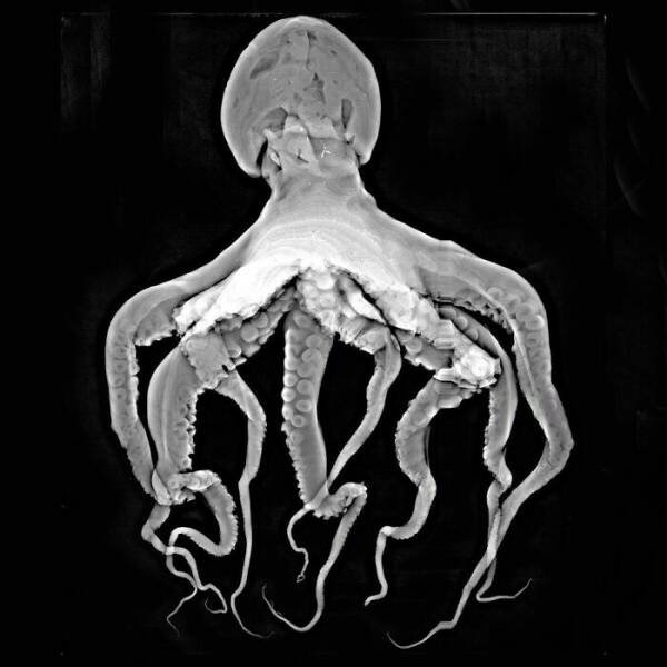 X-Ray Pictures Of Nature (30 pics) X-Ray Pictures Of Nature (30 pics)