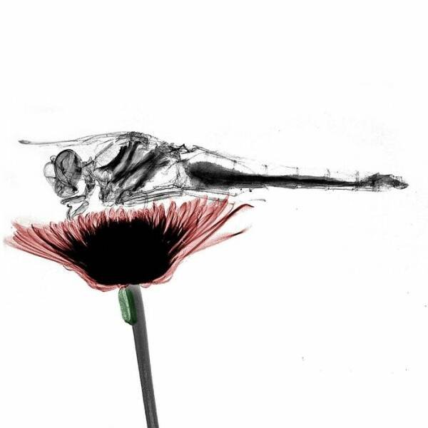 X-Ray Pictures Of Nature (30 pics) X-Ray Pictures Of Nature (30 pics)