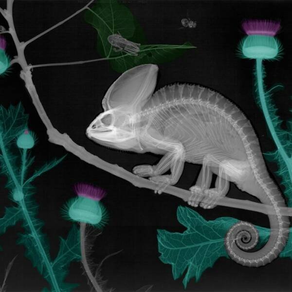 X-Ray Pictures Of Nature (30 pics) X-Ray Pictures Of Nature (30 pics)
