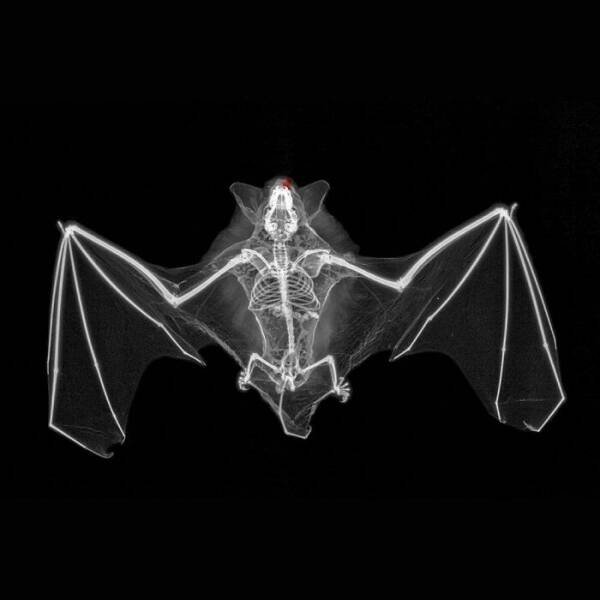 X-Ray Pictures Of Nature (30 pics) X-Ray Pictures Of Nature (30 pics)