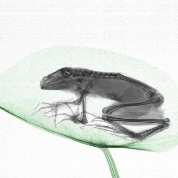 X-Ray Pictures Of Nature (30 pics) X-Ray Pictures Of Nature (30 pics)
