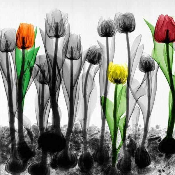 X-Ray Pictures Of Nature (30 pics) X-Ray Pictures Of Nature (30 pics)