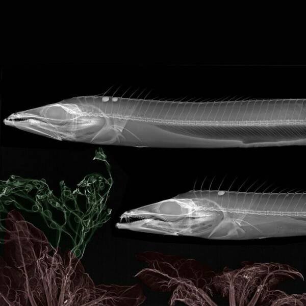 X-Ray Pictures Of Nature (30 pics) X-Ray Pictures Of Nature (30 pics)