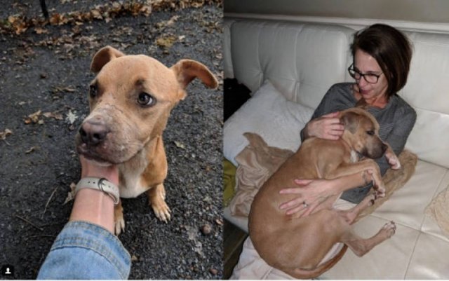 Dogs Before And After They Found A New Home (33 pics)