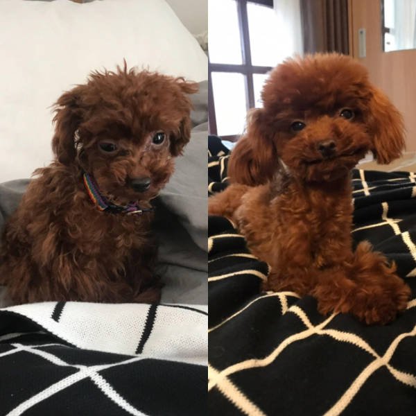 Dogs Before And After They Found A New Home (33 pics)