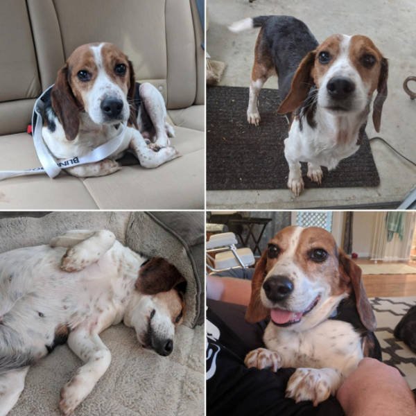 Dogs Before And After They Found A New Home (33 pics)