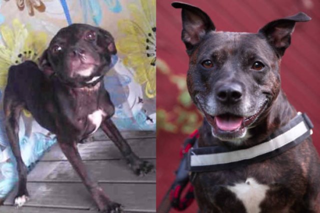 Dogs Before And After They Found A New Home (33 pics)