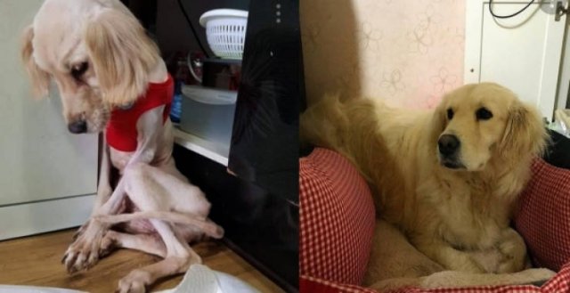 Dogs Before And After They Found A New Home (33 pics)