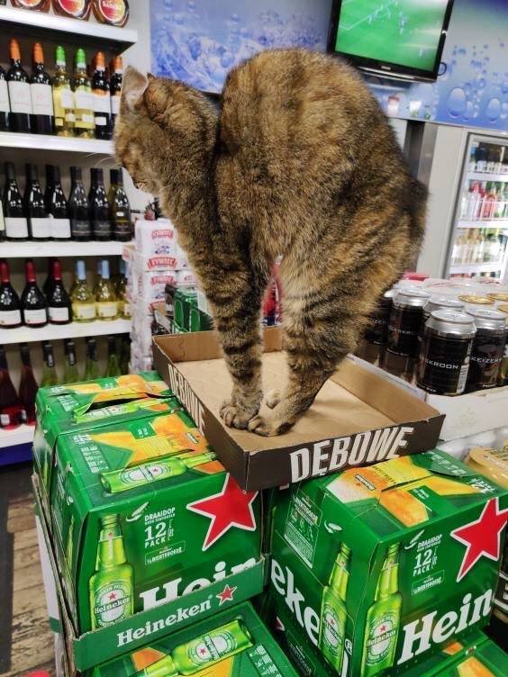 Funny Cats (30 pics)