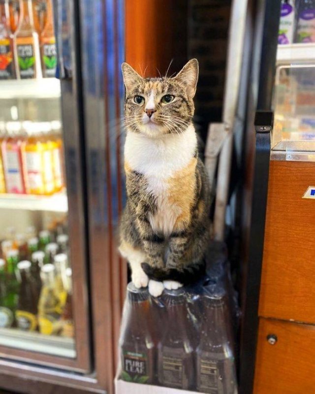 Funny Cats (30 pics)