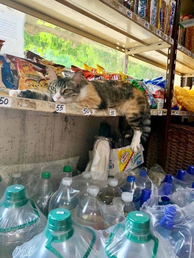 Funny Cats (30 pics)