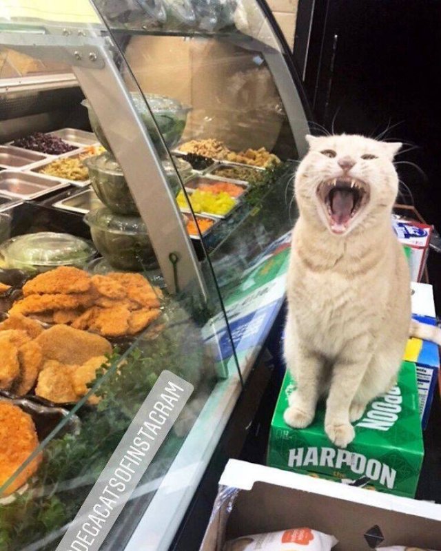 Funny Cats (30 pics)
