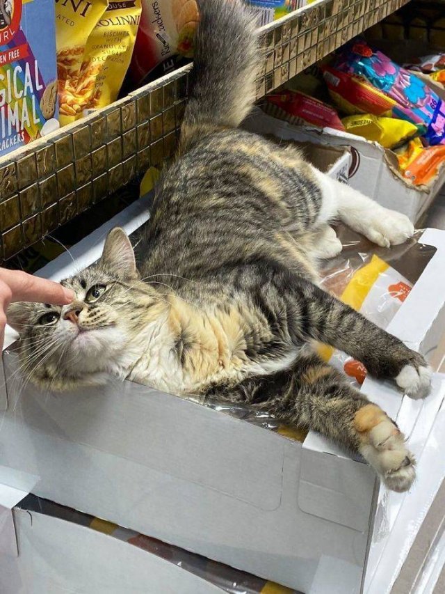Funny Cats (30 pics)