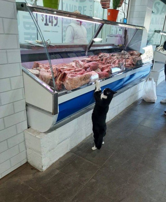 Funny Cats (30 pics)