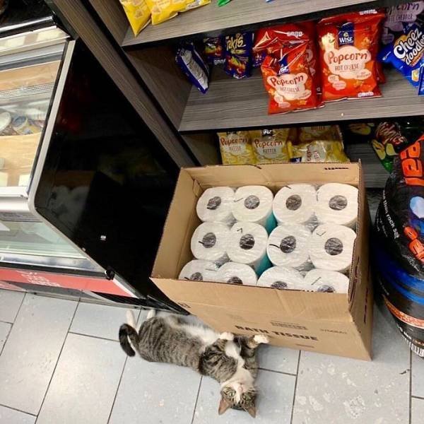Funny Cats (30 pics)